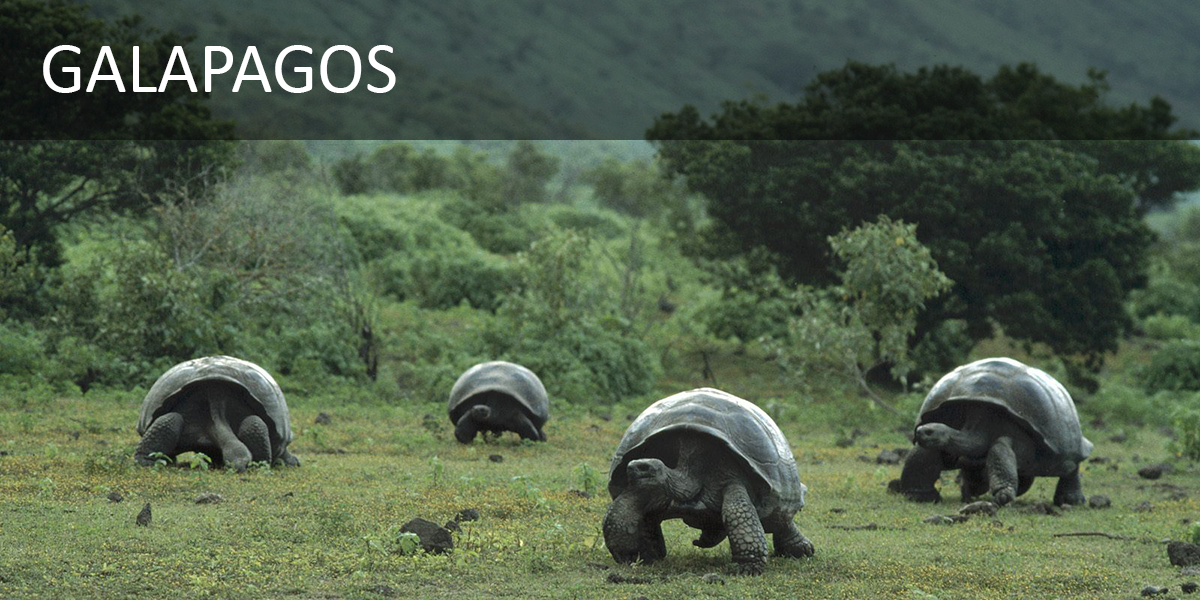 galapagos